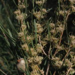 Hakea stenophylla Australian native plant