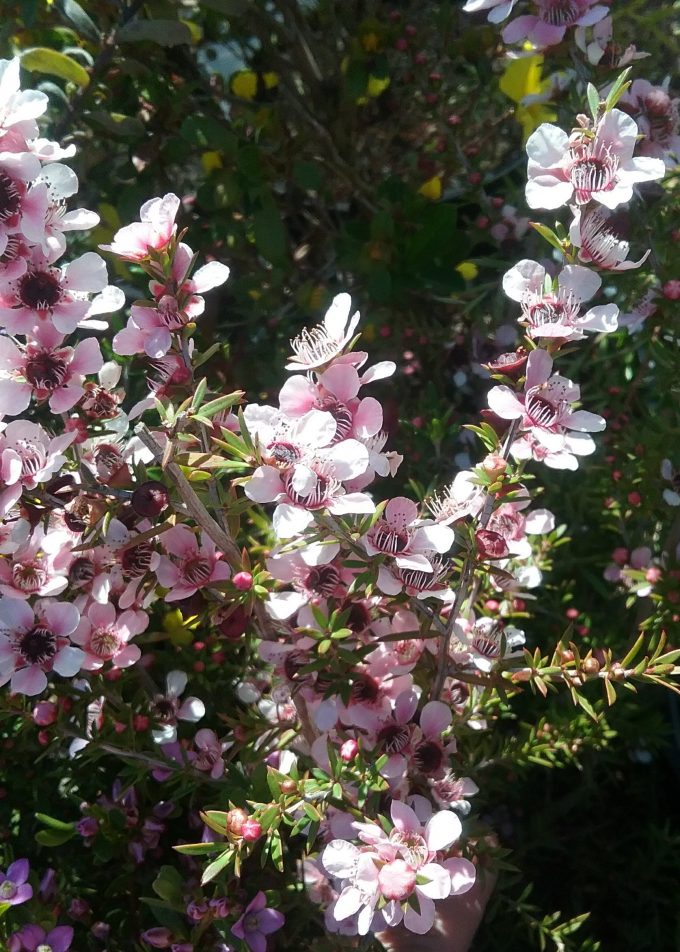 Leptospermum Pink Cascade Australian native plant