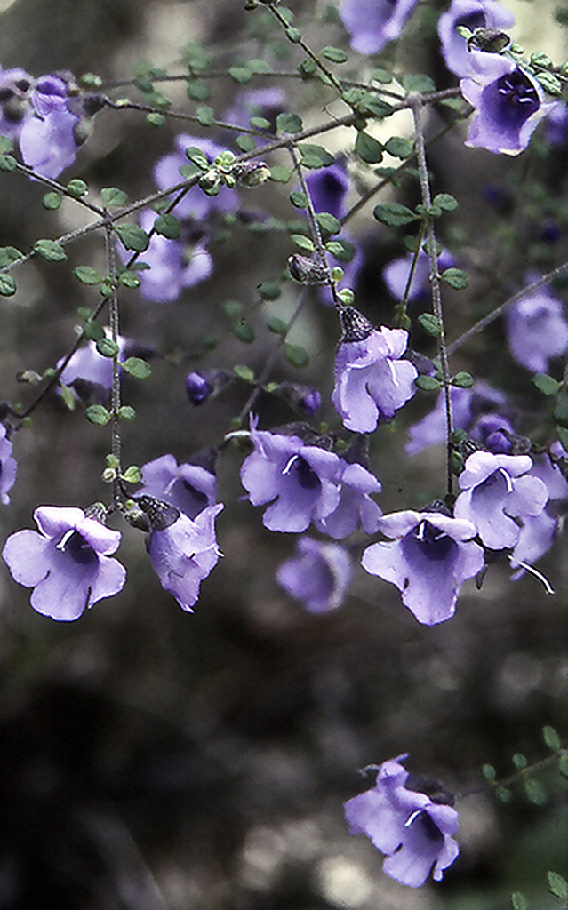 Prostanthera violacea in 50mm Forestry Tube