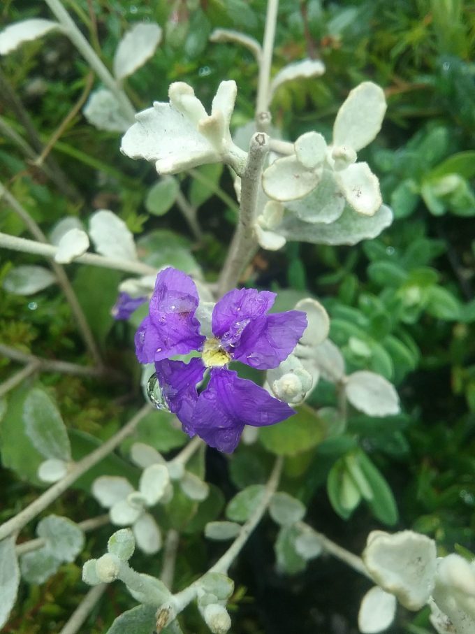 Dampiera altissima Australian native plant