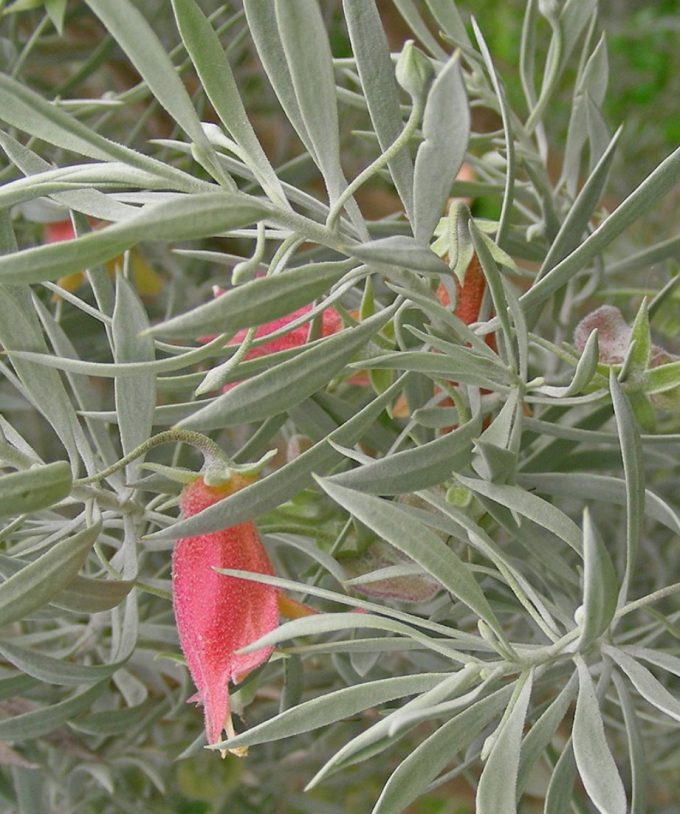 Eremophila pterocarpa Australian native plant