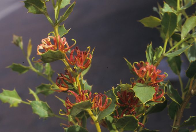 Hakea denticulata Australian native plant