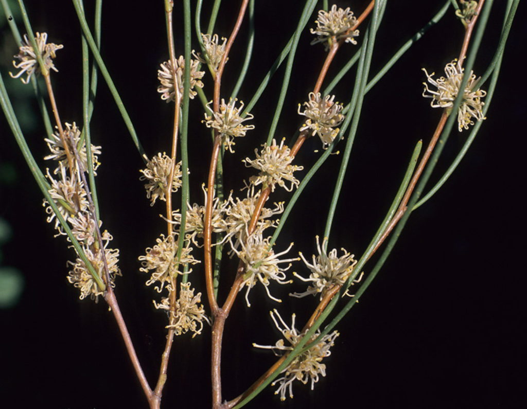 Hakea meisneriana Australian native plant