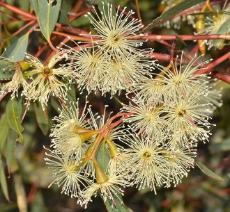 Eucalyptus sargentii 50 seeds