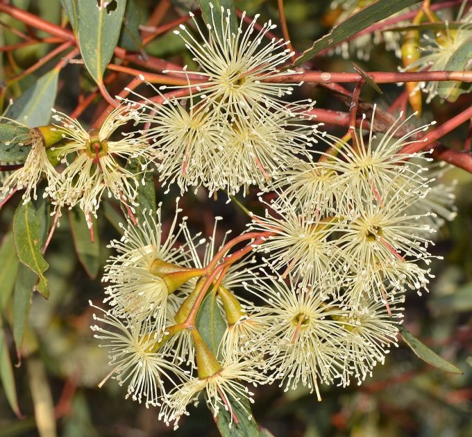 Eucalyptus sargentii Australian native tree