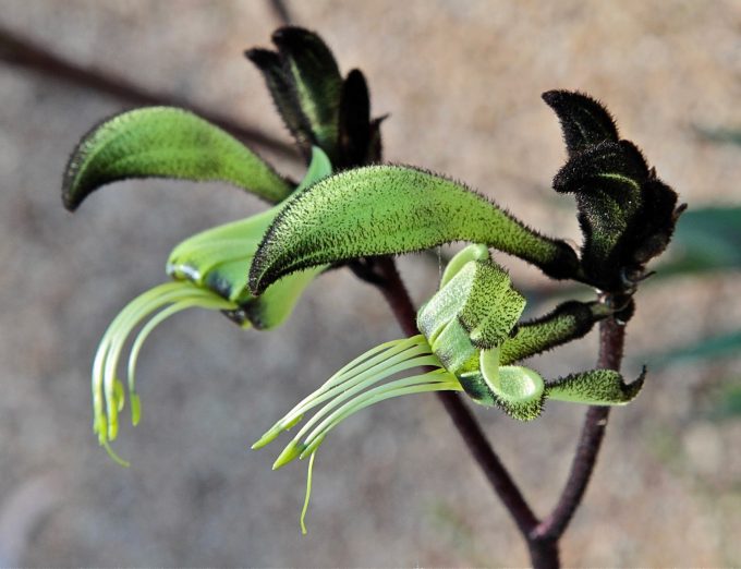 Macropidia fulginosa Australian native plant