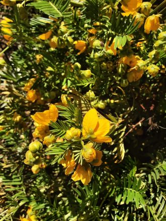 Senna aciphylla Australian native plant