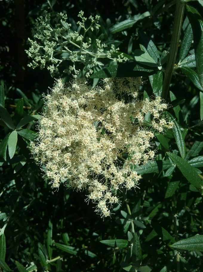 Buddleia saligna perennial plant