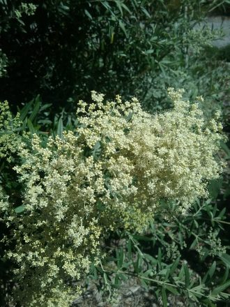 Buddleia saligna perennial plant
