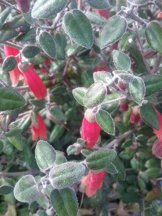 Correa Firebird Australian native plant