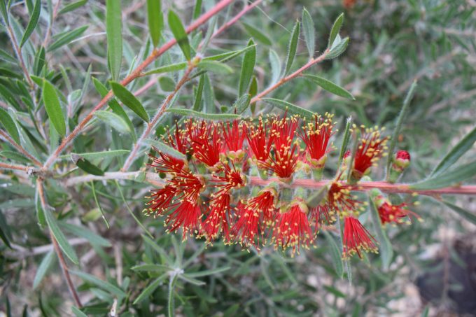 Callistemon viminalis Running River Australian native plant