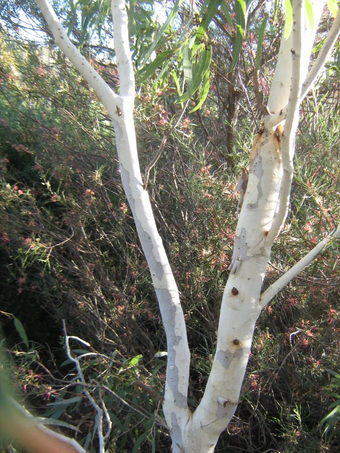Eucalyptus victrix Australian native gum tree