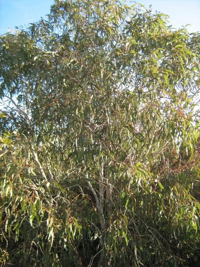 Eucalyptus victrix Australian native gum tree