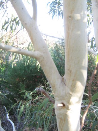 Eucalyptus victrix in 50mm Forestry Tube