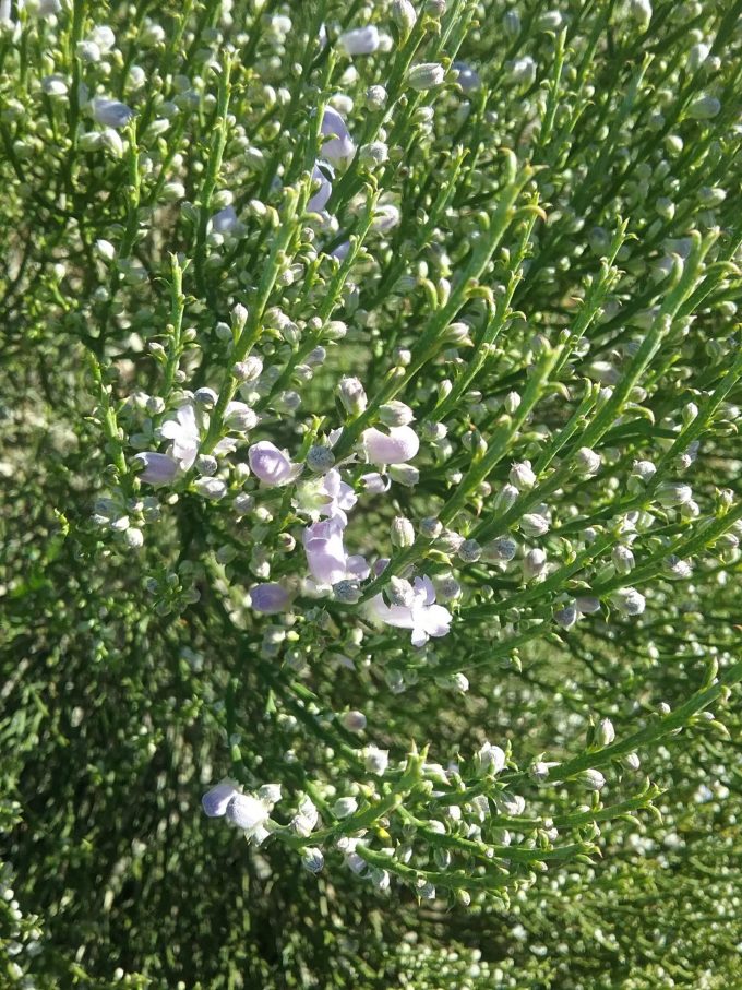 Eremophila dichroantha Australian native plant