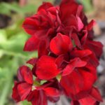Geranium calliope Big Red perennial plant