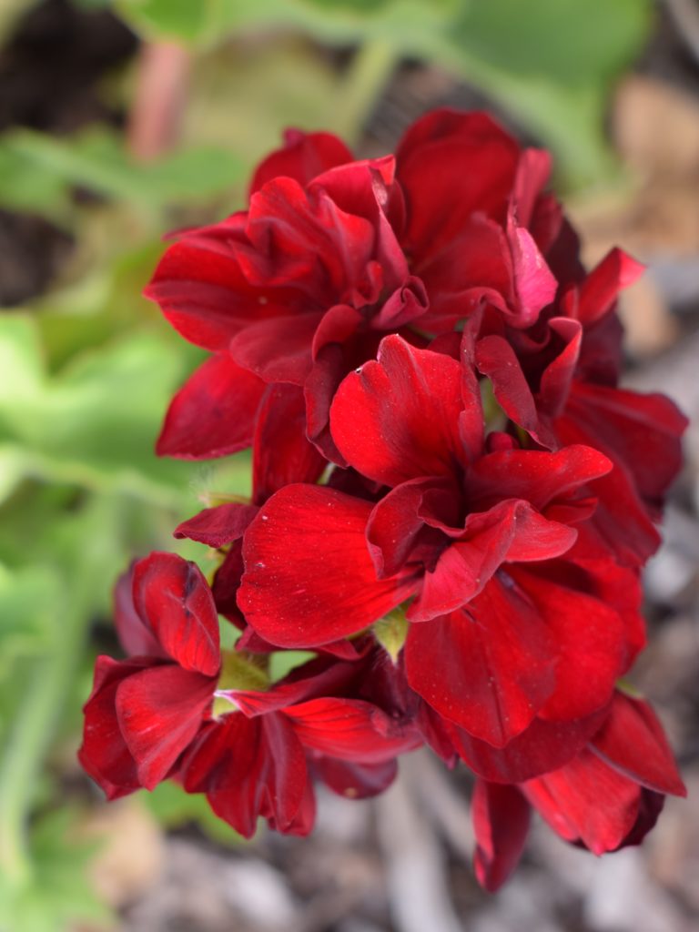 Geranium calliope Big Red perennial plant
