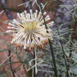 Isopogon dawsonii in Australian native plant