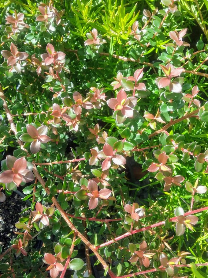Leptospermum Copper Sheen Australian native plant