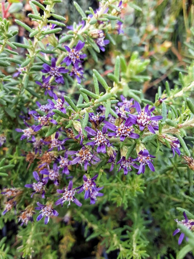 Olearia floribunda violet Australian native plant