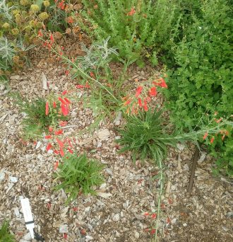 Penstemon Iron Maiden Bare Rooted