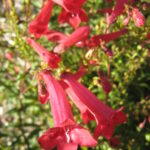 Penstemon isophyllus perennial plant