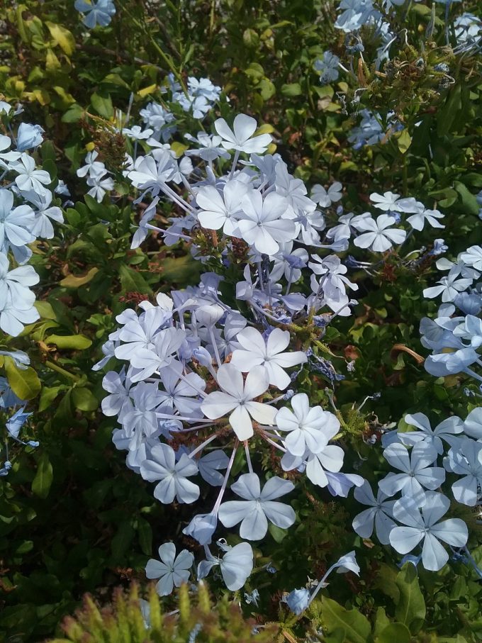 Plumbago auriculata blue form perennial plant