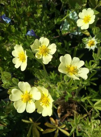 Potentilla recta var sulphurea perennial plant