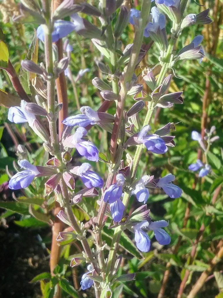 Salvia pallida perennial plant