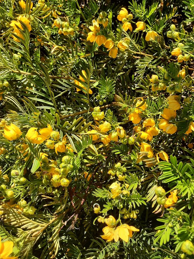 Senna aciphylla Australian native plant