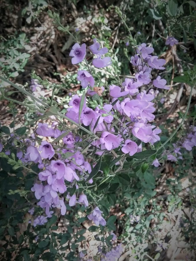 Westringia purpurea Australian native plant