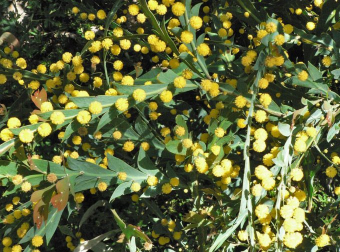 Acacia glaucopetra Australian native plant