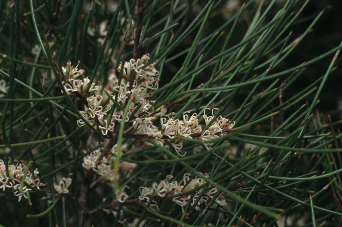 Hakea actites Australian native plant