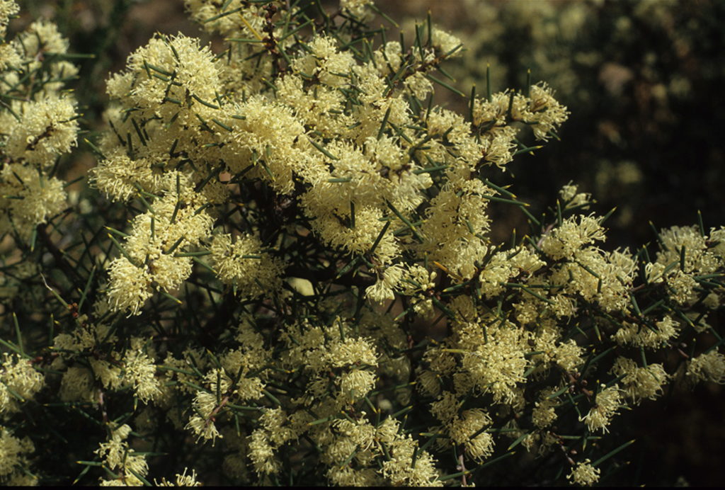 Hakea rugosa Australian native plant