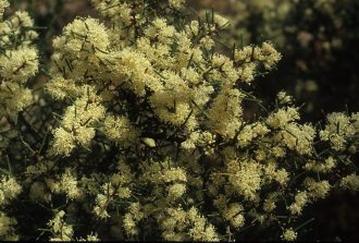 Hakea rugosa Australian native plant
