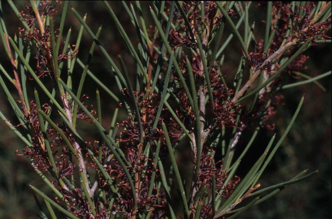 Hakea strumosa Australian native plant