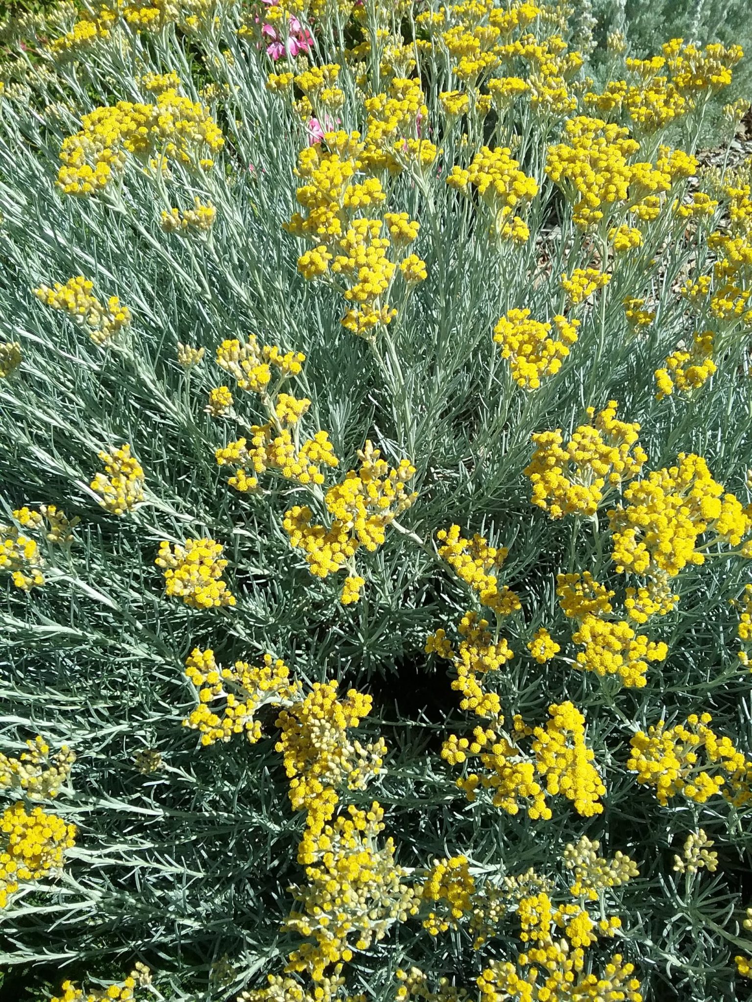 Helichrysum angustifolium in 75mm Supergro Tube Trigg Plants