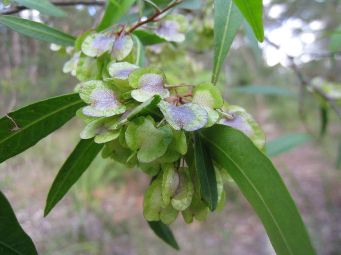 Dodonaea triquetra Australian native plant