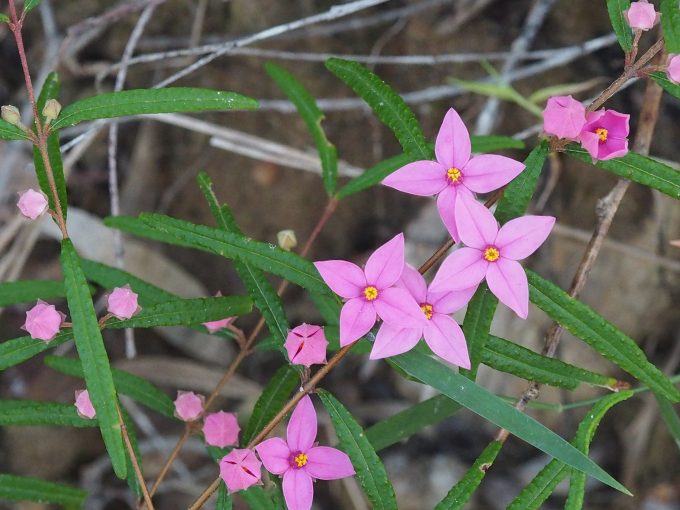 Boronia chartacea Australian native plant