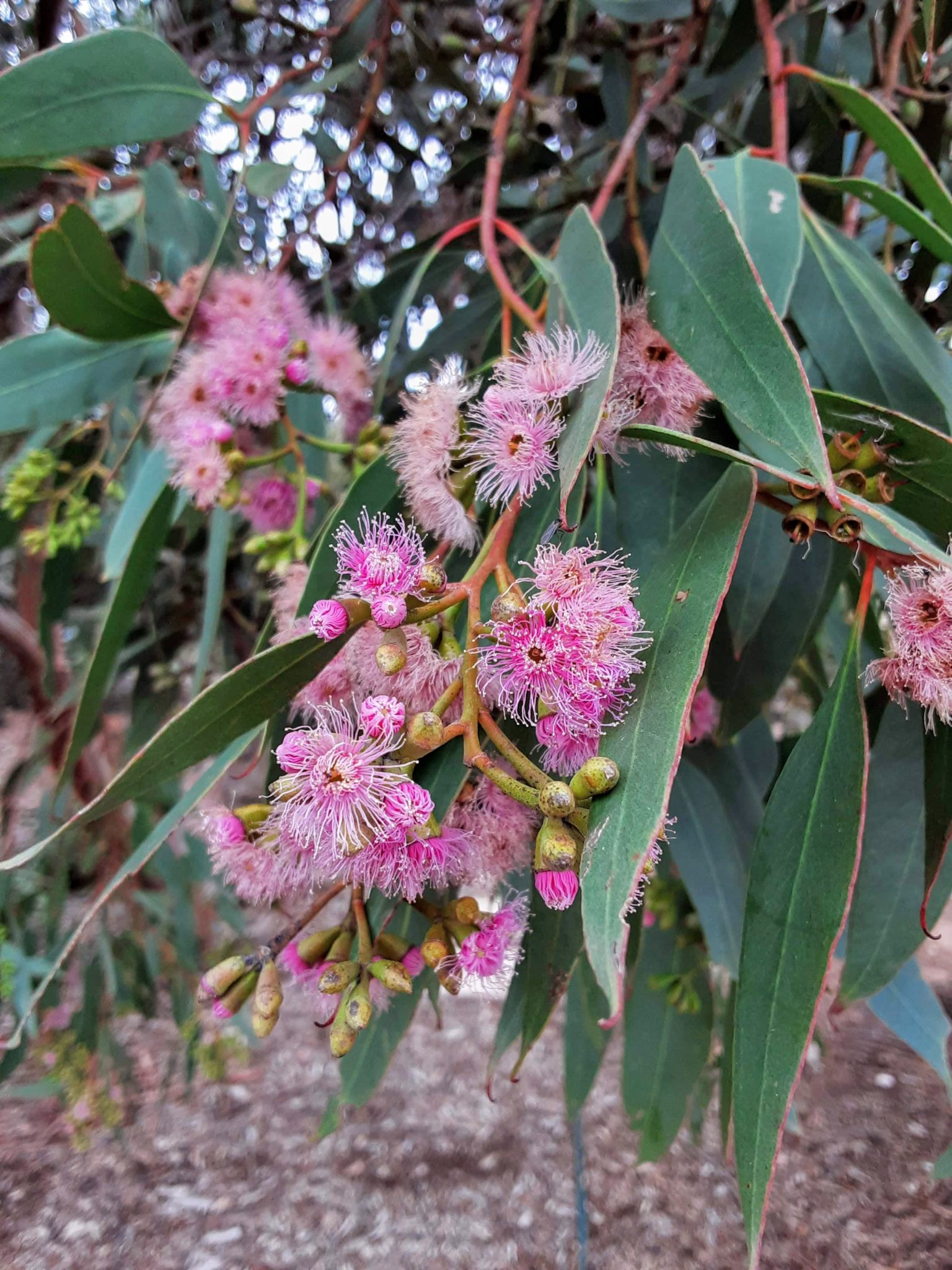 Eucalyptus albopurpurea in 50mm Forestry Tube – Trigg Plants