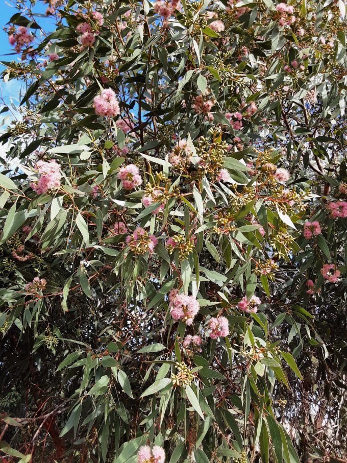 Eucalyptus albopurpurea Australian native tree