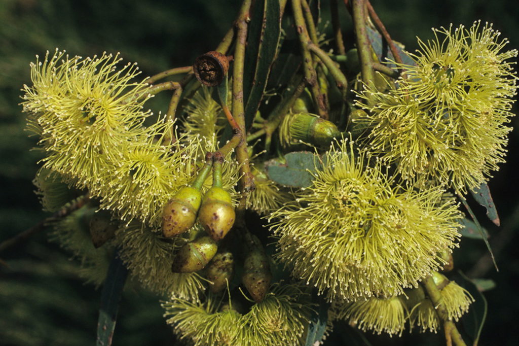 Acacia Argyrophylla 30 Seeds Trigg Plants