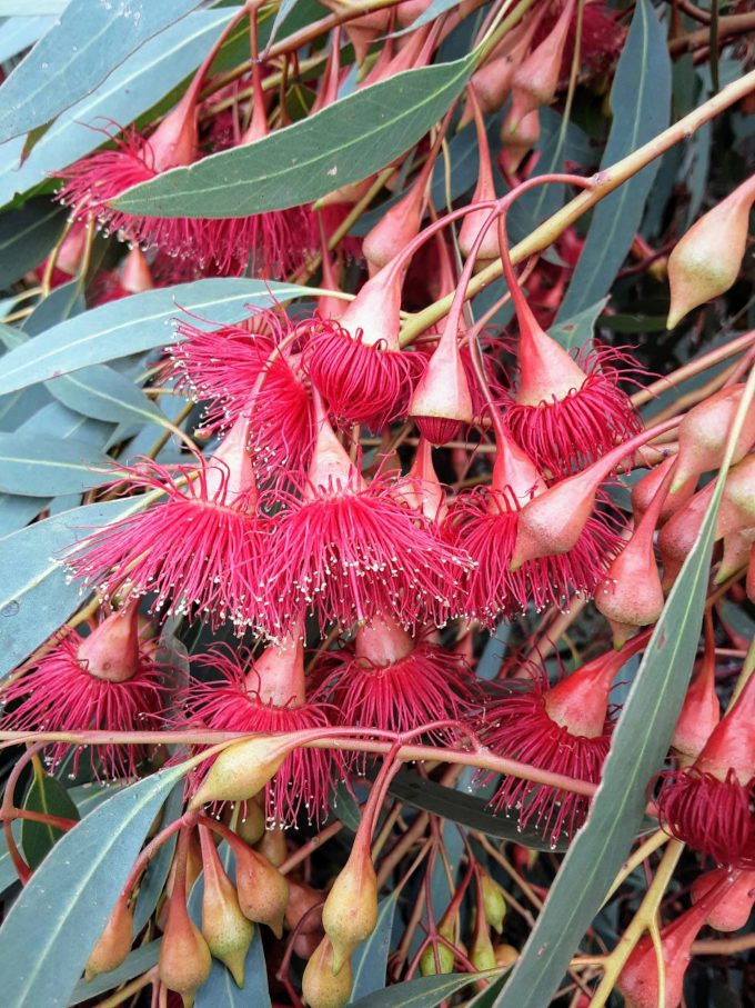 Eucalyptus leucoxylon 'Rosea'Australian native gum tree