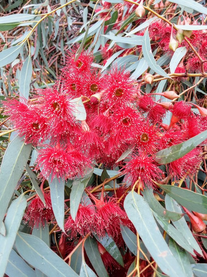 Eucalyptus leucoxylon 'Rosea' Australian native gum tree
