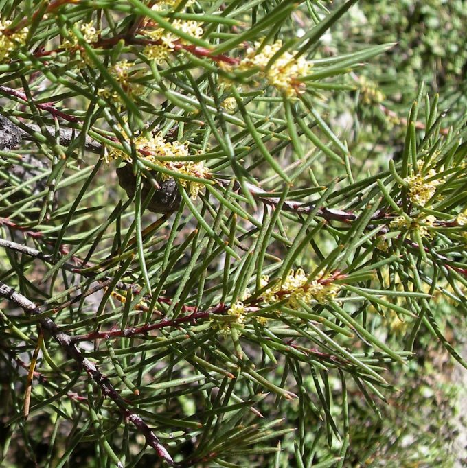 Hakea pachyphylla Australian native plant