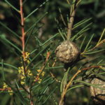 Hakea pachyphylla Australian native plant