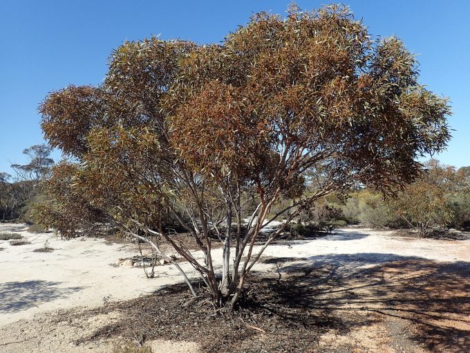 Eucalyptus pileata Australian native plant