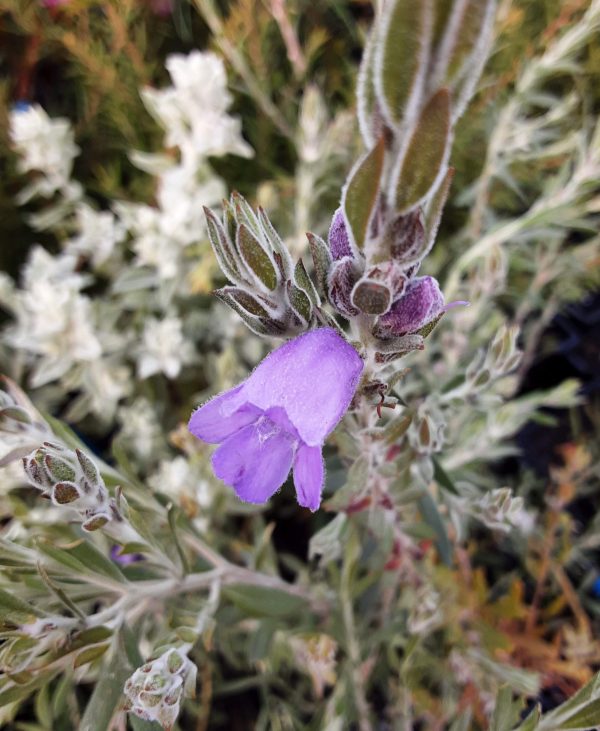 Eremophila nivea x christophori in 68mm Super Tube Trigg