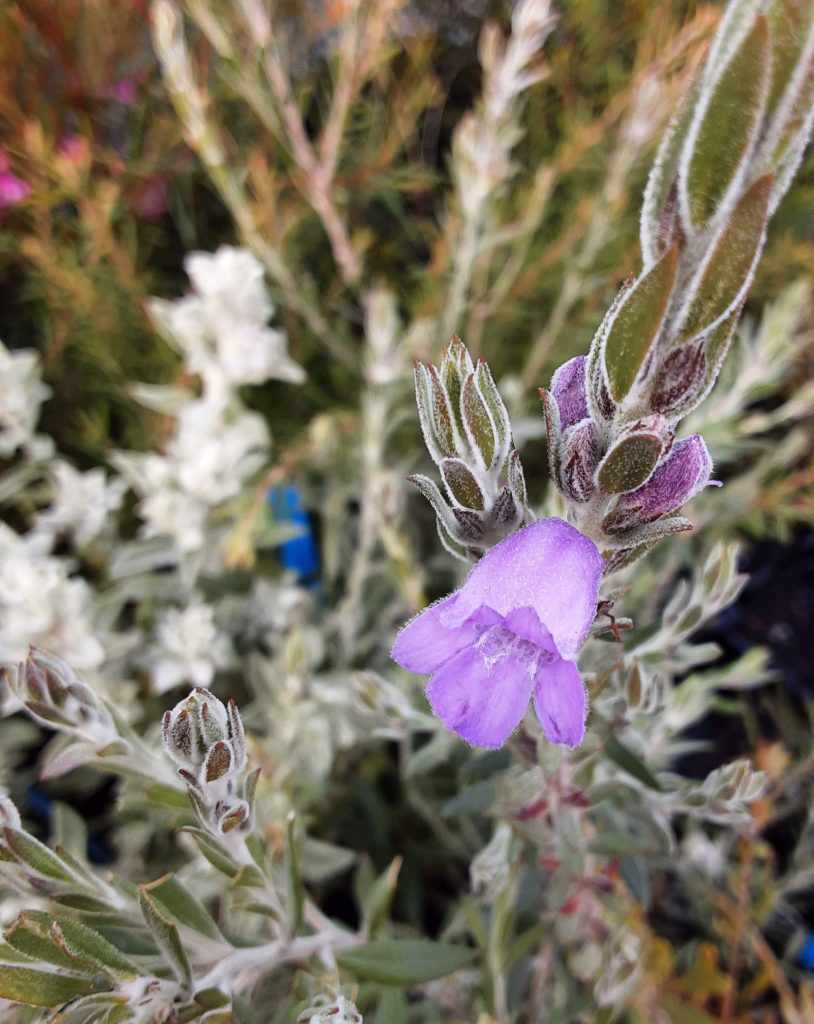 Eremophila nivea x christophori in 68mm Super Tube Trigg