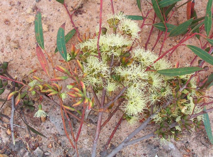 Eucalyptus phaenophylla ssp phaenophylla Australian native plant